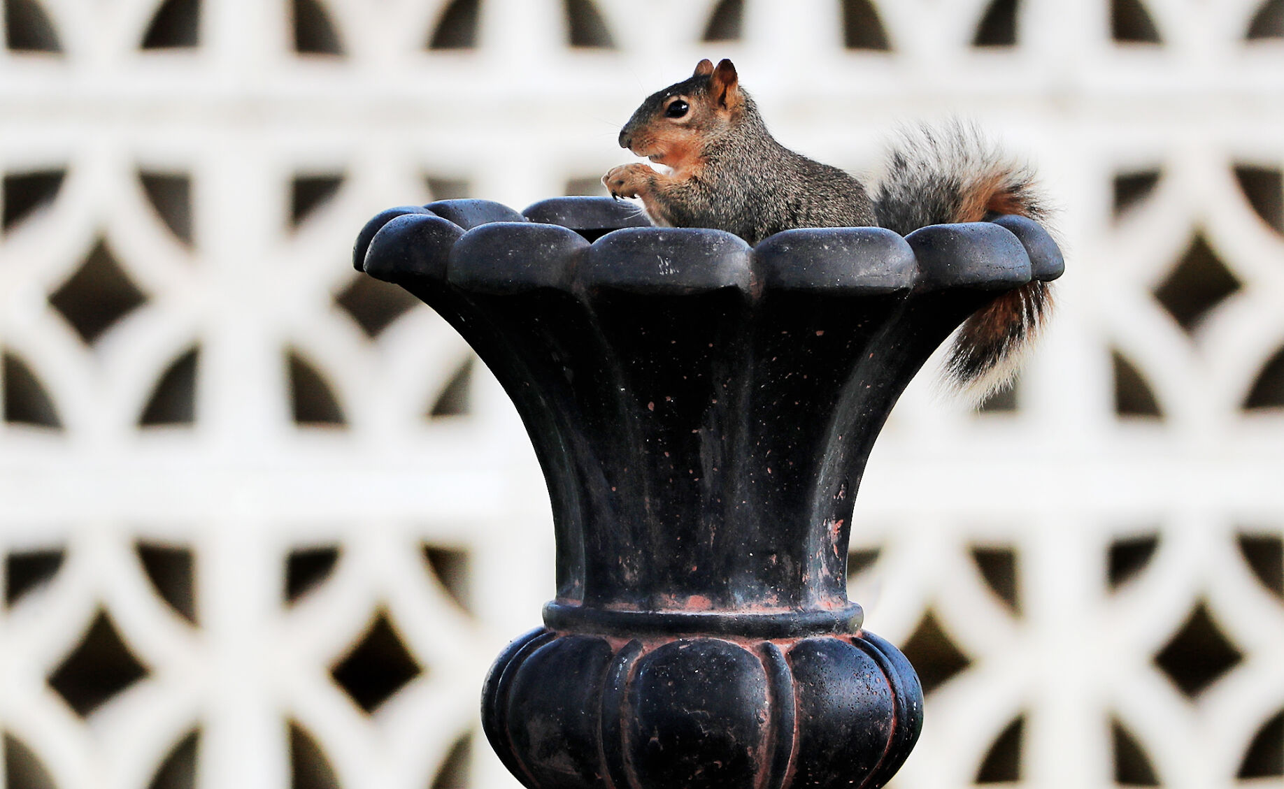 051720_SquirrelinUrn001_bjs.JPG
